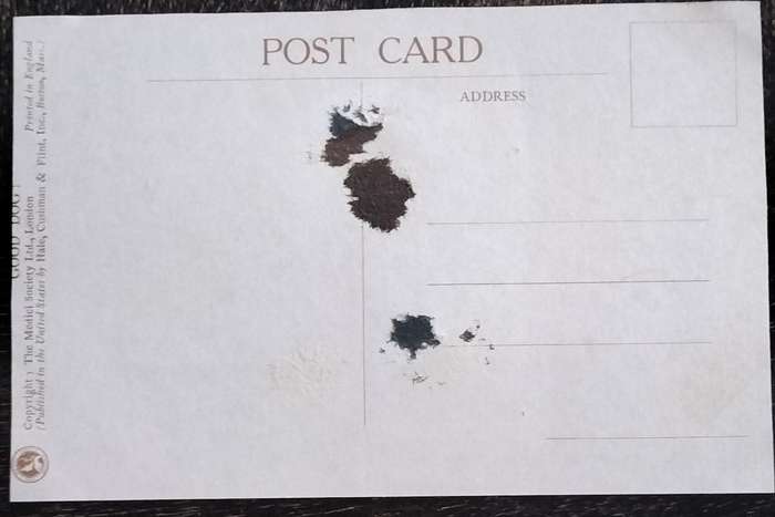 Vintage Post Card - Dogs