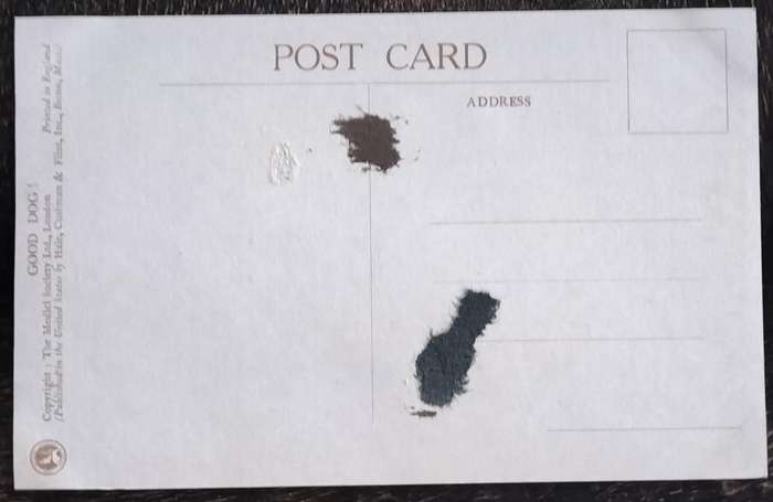 Vintage Post Card - Dogs
