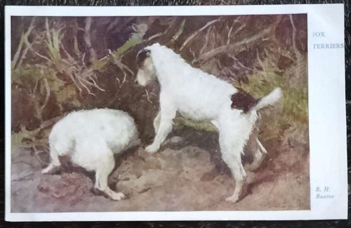 Vintage Post Card - Dogs