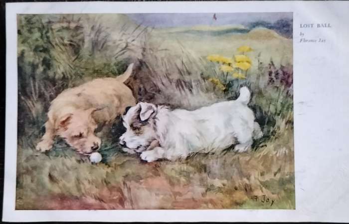 Vintage Post Card - Dogs
