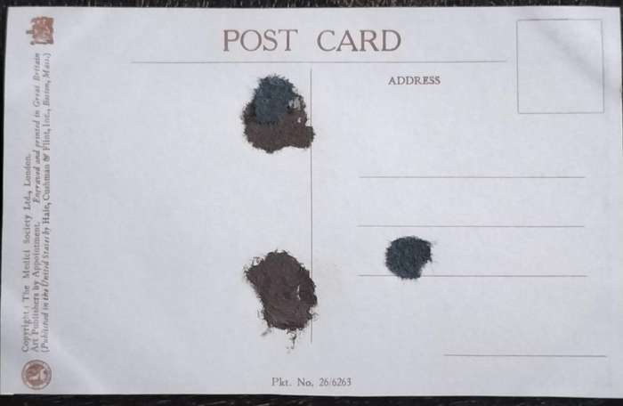 Vintage Post Card - Dogs