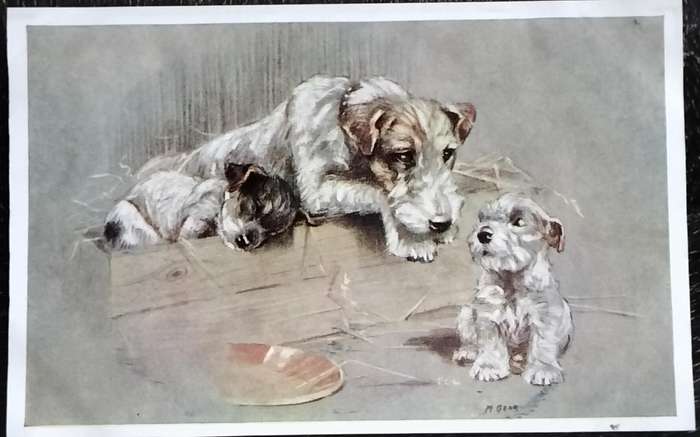 Vintage Post Card - Dogs