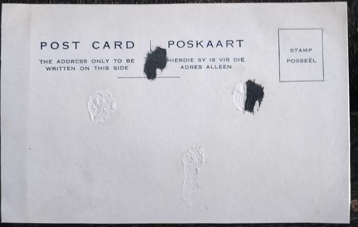Vintage Post Card - Dogs