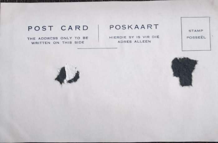 Vintage Post Card - Dogs