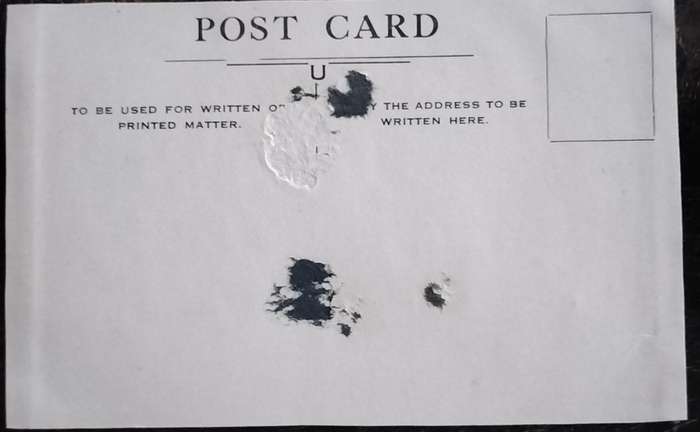 Vintage Post Card - Dogs