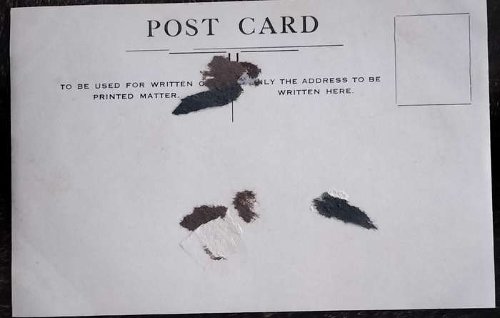 Vintage Post Card - Dogs
