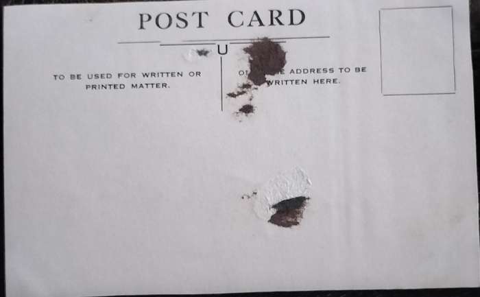 Vintage Post Card - Dogs