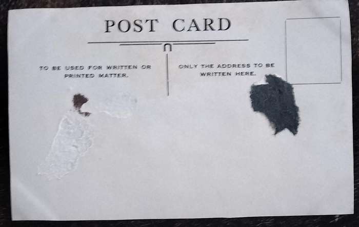 Vintage Post Card - Dogs