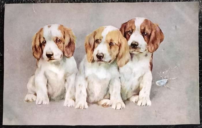 Vintage Post Card - Dogs