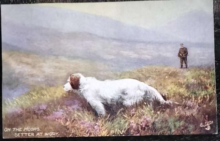 Vintage Post Card - Dogs