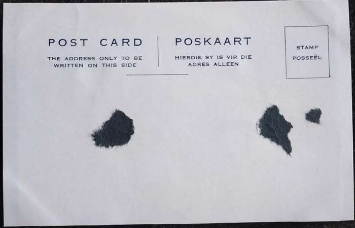 Vintage Post Card - Dogs
