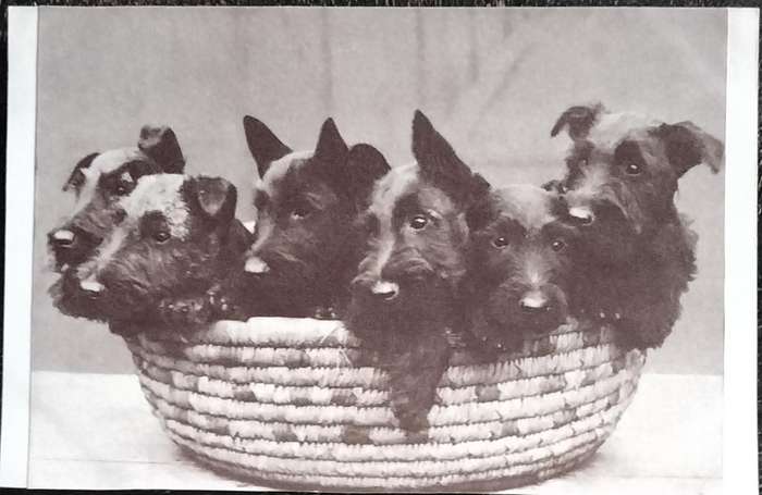 Vintage Post Card - Dogs