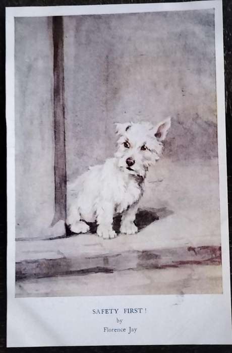 Vintage Post Card - Dogs
