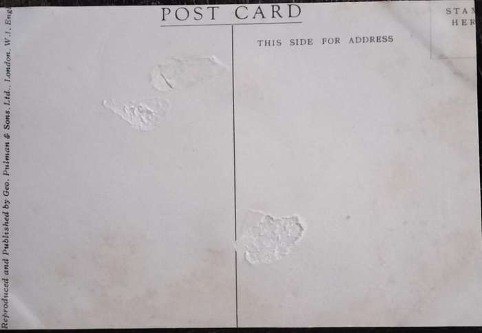 Vintage Post Card - Dogs