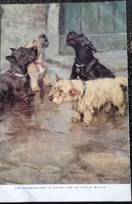Vintage Post Card - Dogs