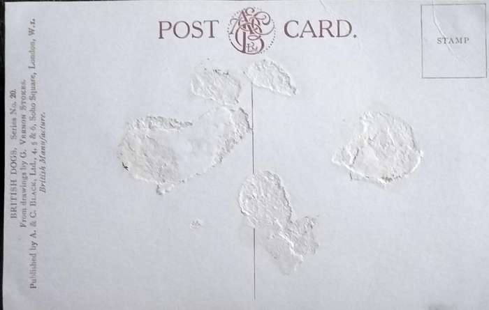 Vintage Post Card - Dogs