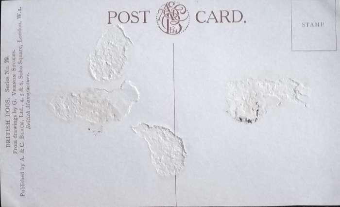 Vintage Post Card - Dogs