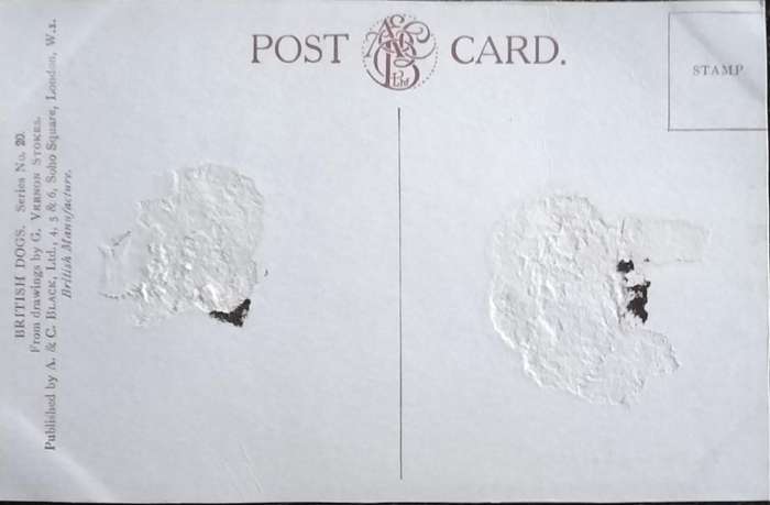 Vintage Post Card - Dogs
