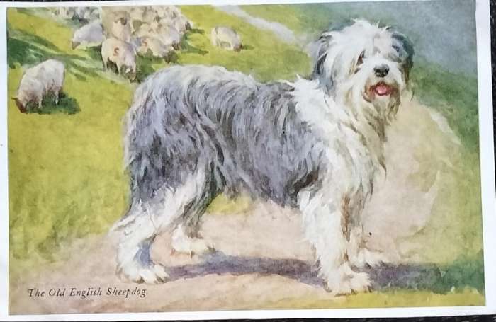 Vintage Post Card - Dogs