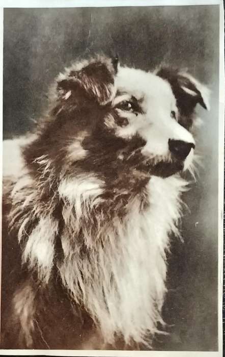 Vintage Post Card - Dogs