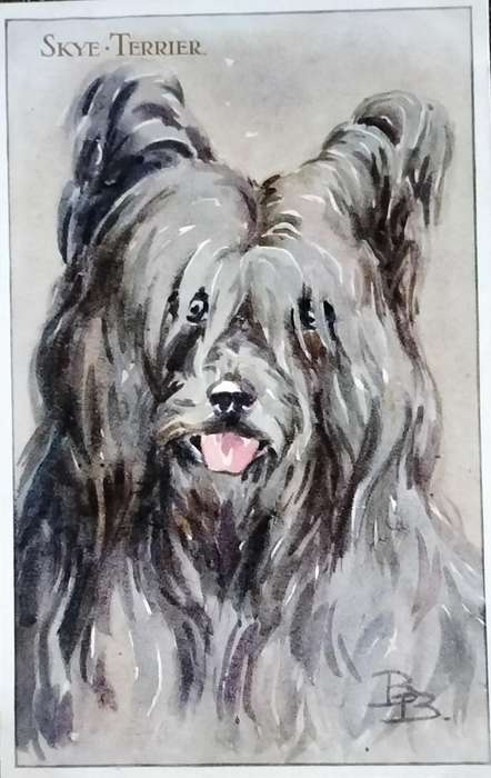 Vintage Post Card - Dogs