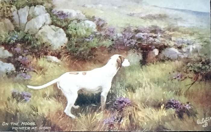 Vintage Post Card - Dogs