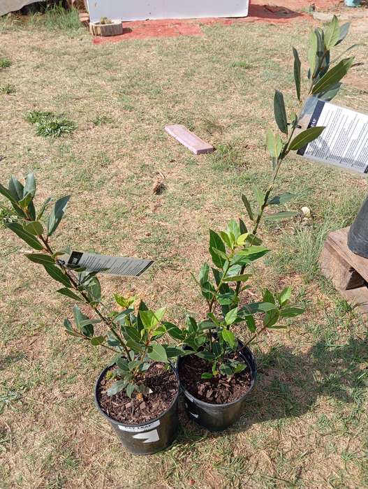 Bay Leaf Tree (Potted)