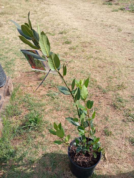 Bay Leaf Tree (Potted)