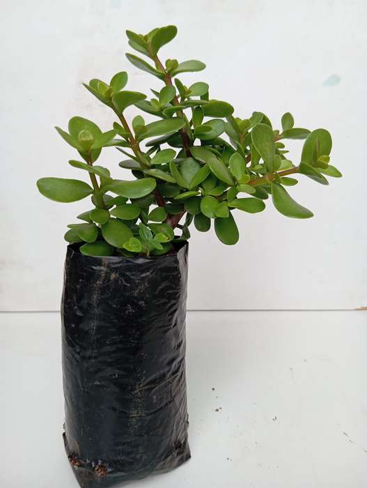 Spekboom plant