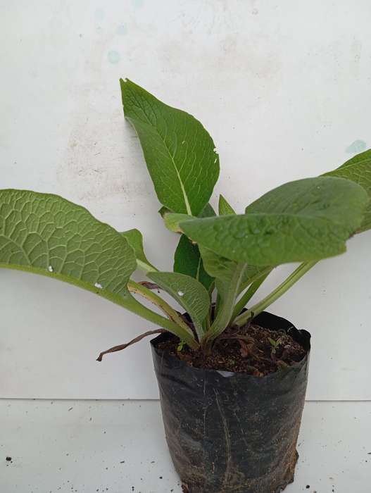 Comfrey plant