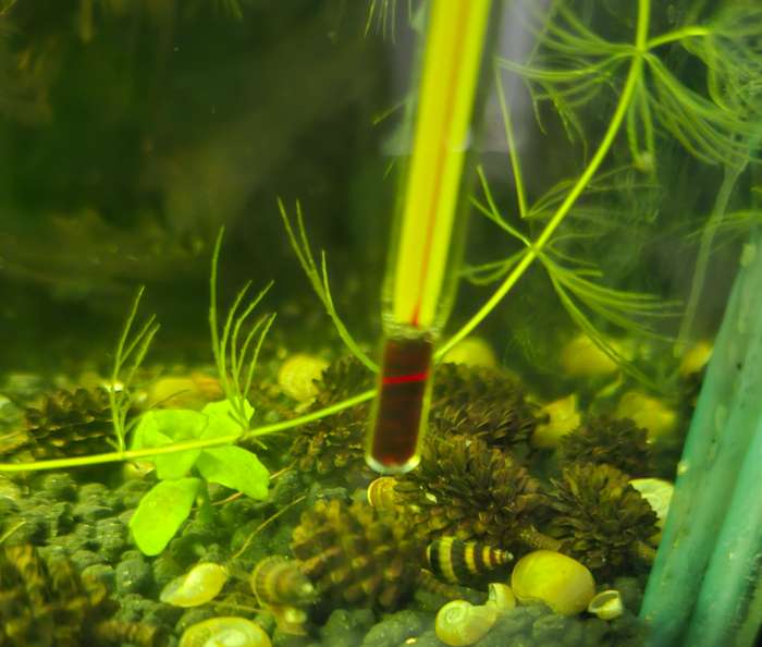 Assassin Snail