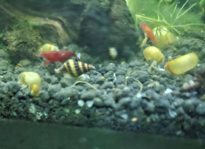 Assassin Snail