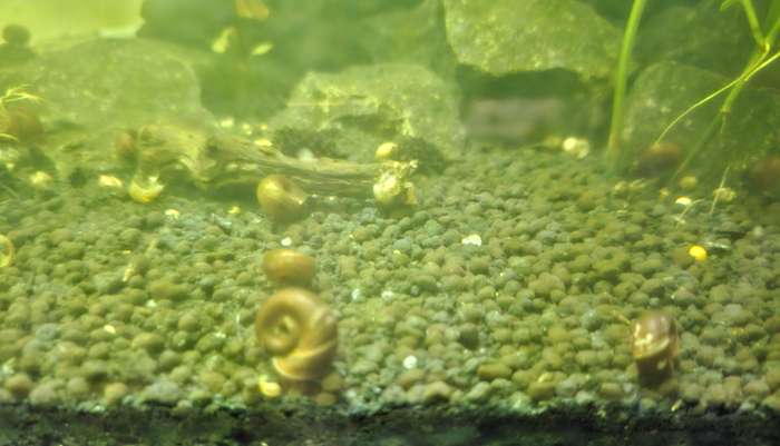 Rams Horn Snails