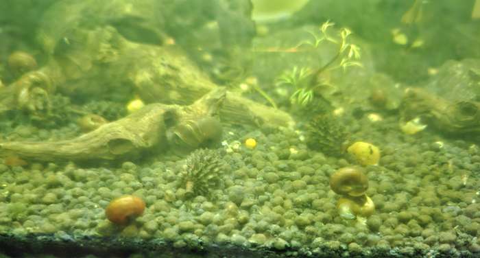 Rams Horn Snails