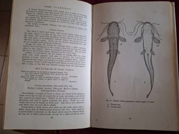 Freshwater Fishes of Natal- RS Crass 1964. Shuter & Shooter.