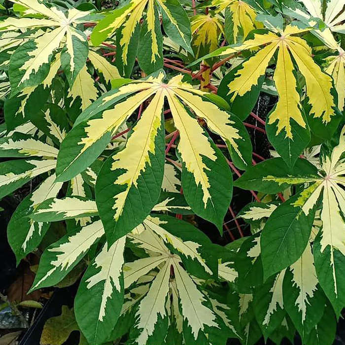 5 - 20 Fresh Cassava Variegated (Manihot Esculenta) Cutting Stems