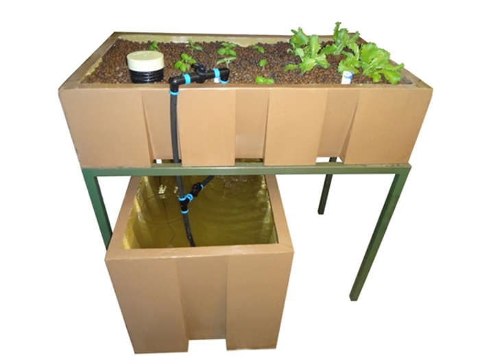 AquaEco System - 250L DIY Aquaponics
