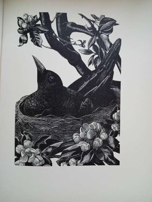Four Hedges:  Clare Leighton 1935 1st Edition-A Gardener's Chronicle With 88 Wood Engravings