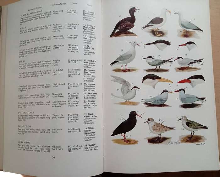 The Birds Around Us: The commoner birds of Southern Africa By G J Broekhuysen