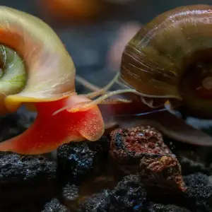 Red Ramshorn Snail