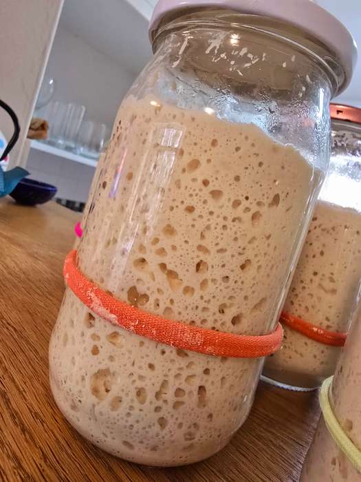 RYE SOURDOUGH STARTER (Ready to Use)