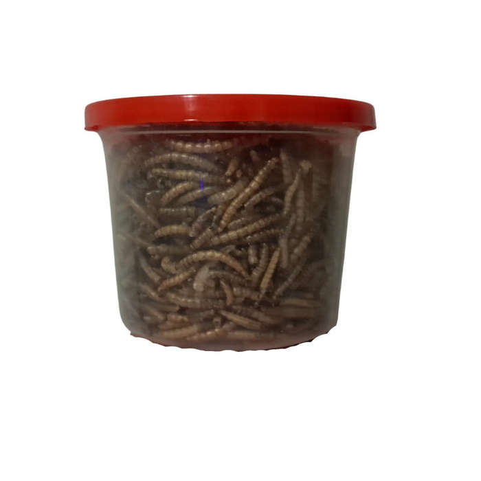 Dried Mealworms Vale Plastic Tub - M
