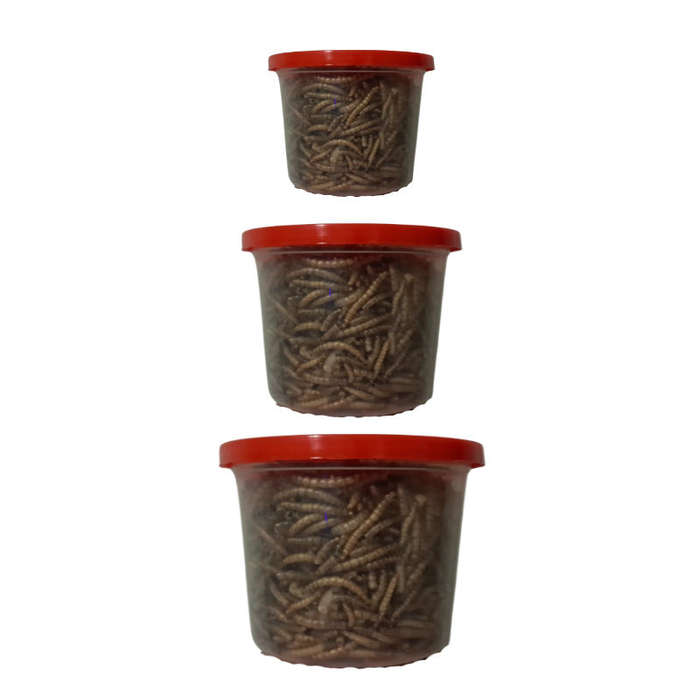 Dried Mealworms Vale Plastic Tub - M