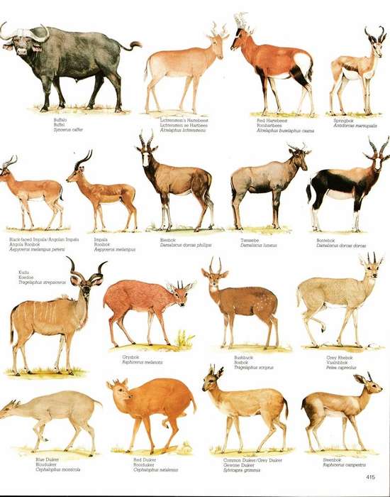 Reader's digest - Game parks & nature reserves in Southern Africa