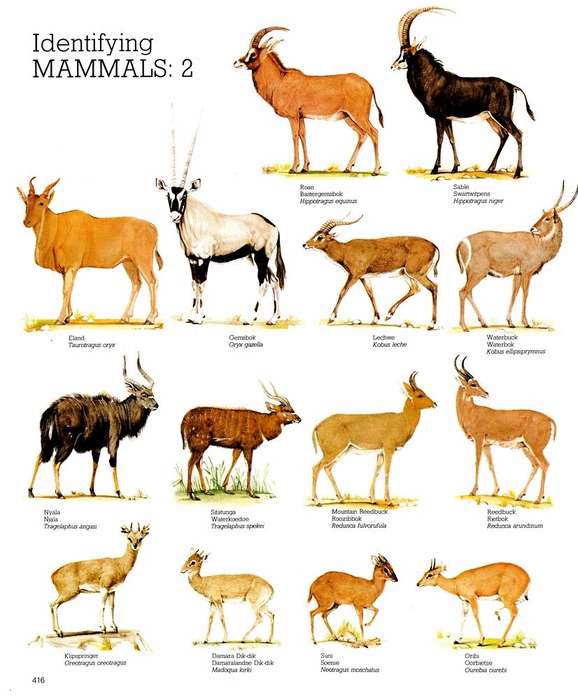Reader's digest - Game parks & nature reserves in Southern Africa