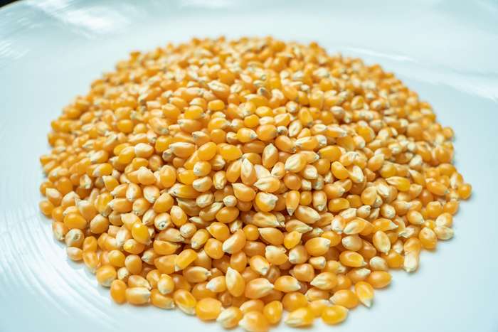 Popcorn Seeds 500g