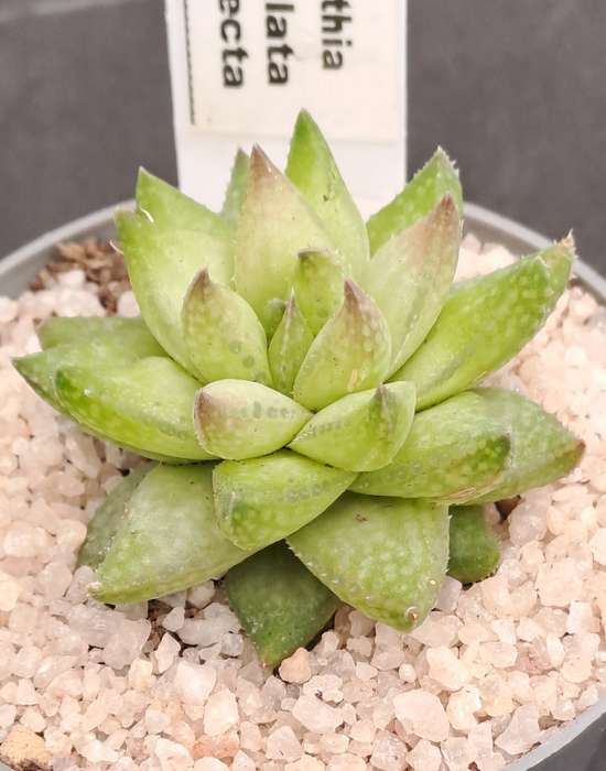 Rare!!!  Haworthia reticulata var. Suberecta (Free Gift with any Order)