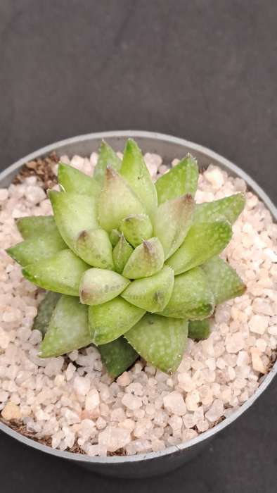 Rare!!!  Haworthia reticulata var. Suberecta (Free Gift with any Order)