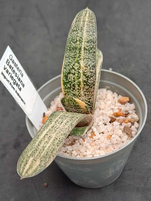 Gasteria Batesiana variegated (import from Indonesia) (Free Gift with any Order)