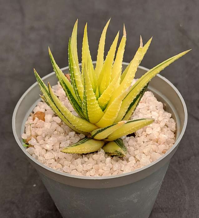 Rare!!!  Haworthiopsis Attenuata Variegata (Zebra Plant)-Free Gift with any order